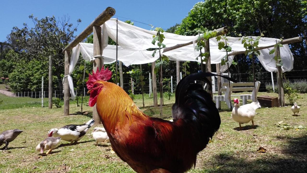 Casa Na Arvore Com Hidro, Piscina, Trilha, Cavalo Bento Gonçalves Exterior foto
